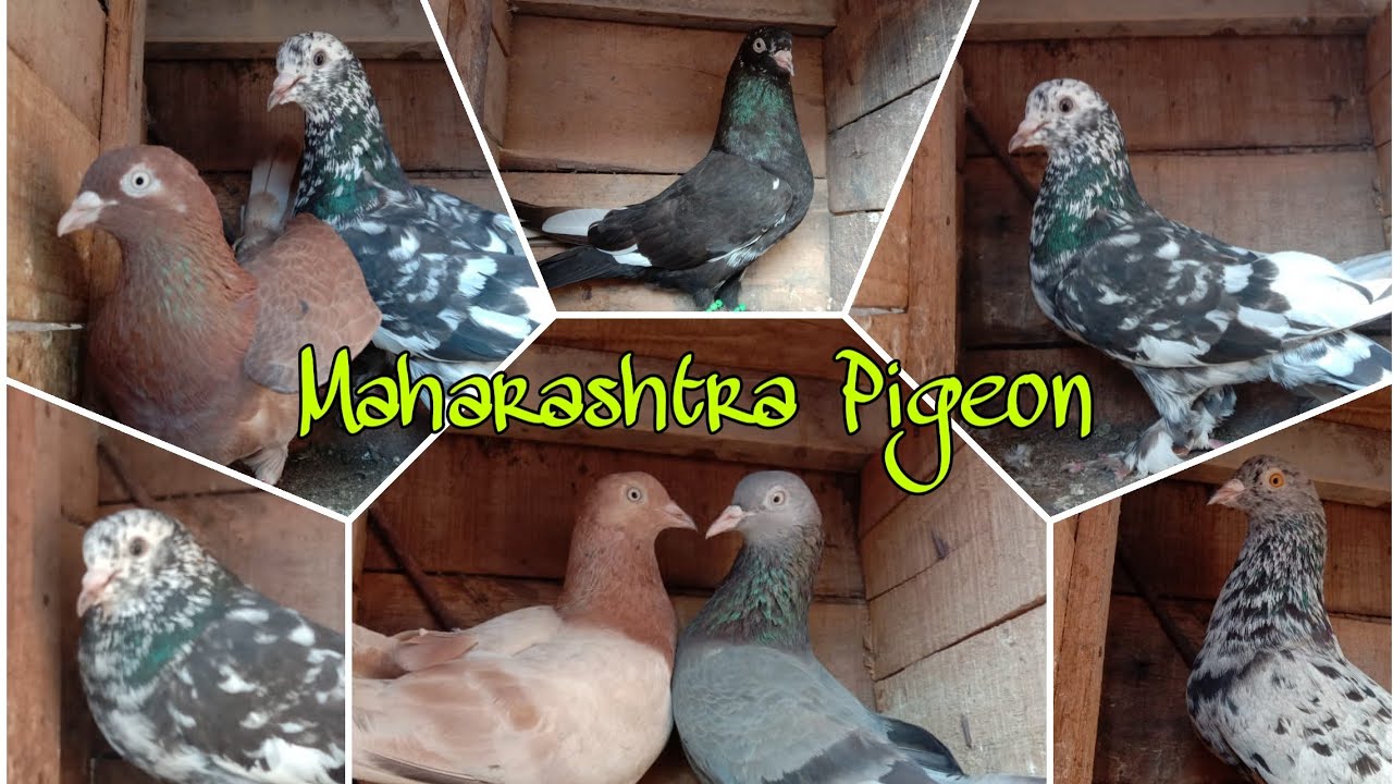 Best High Flyer Pigeons Of Kishor Londhe Solapur