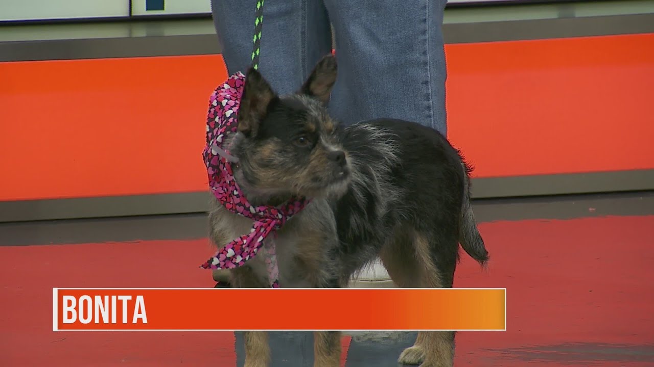 Doggy Day Out with Houston Humane Society - H-town Live