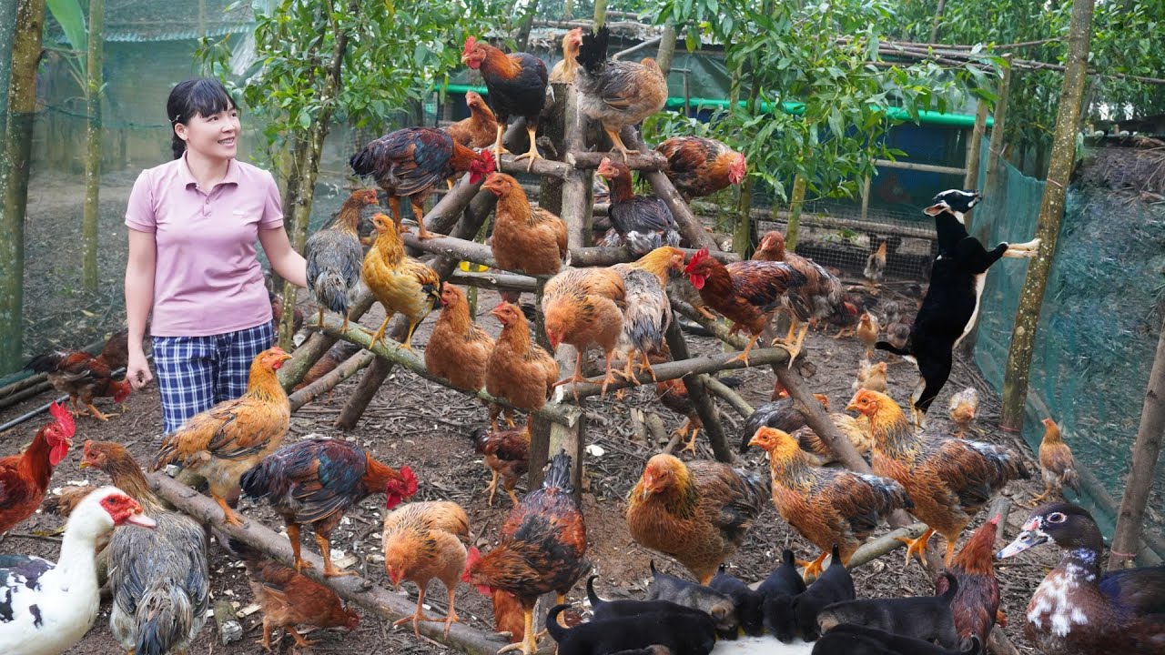 Выращивание кур свободного выгула на мясо и яйца, натуральное выращивание органической птицы