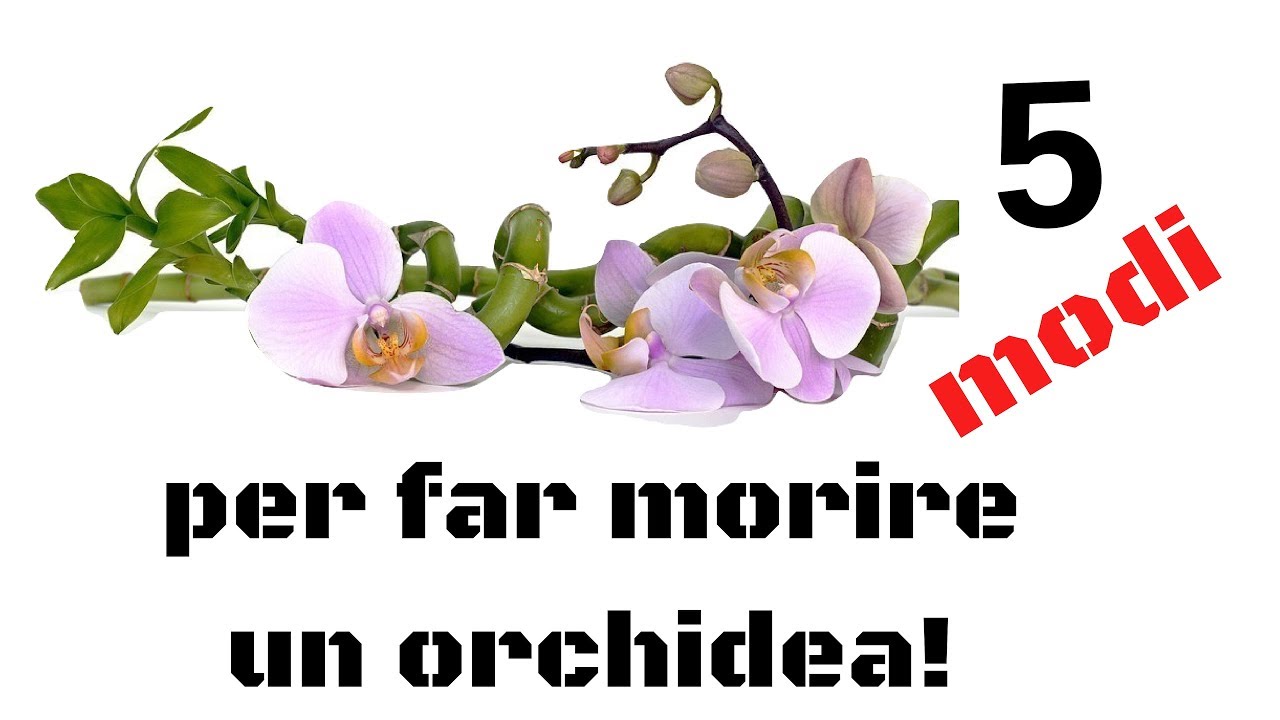 5 modi per far morire un'orchidea