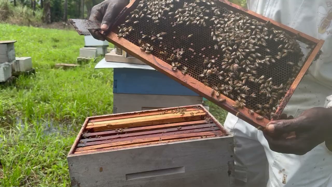 Putting on Queen Excluders For March Flows