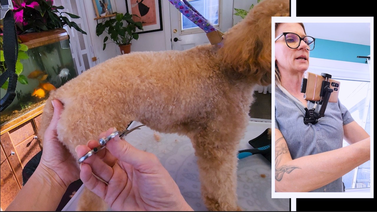 Clean Poodle Legs (With Proper Scissoring)