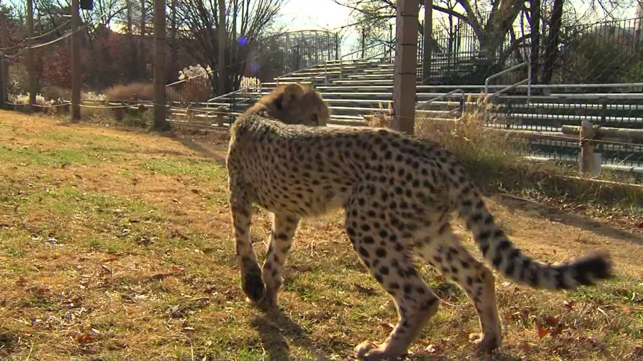 Cheetah Cub Savanna's First Run - Cincinnati Zoo