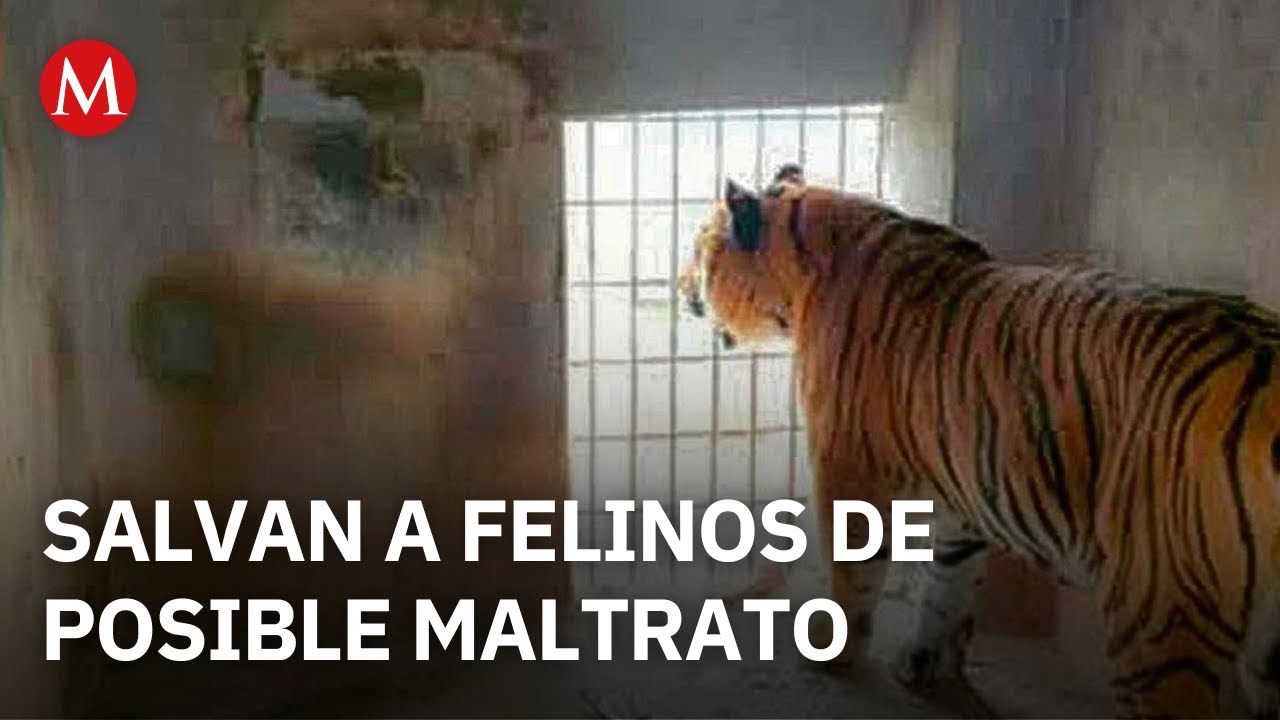 Autoridades aseguran a leones africanos y tigres tras cateo en Pachuca, Hidalgo