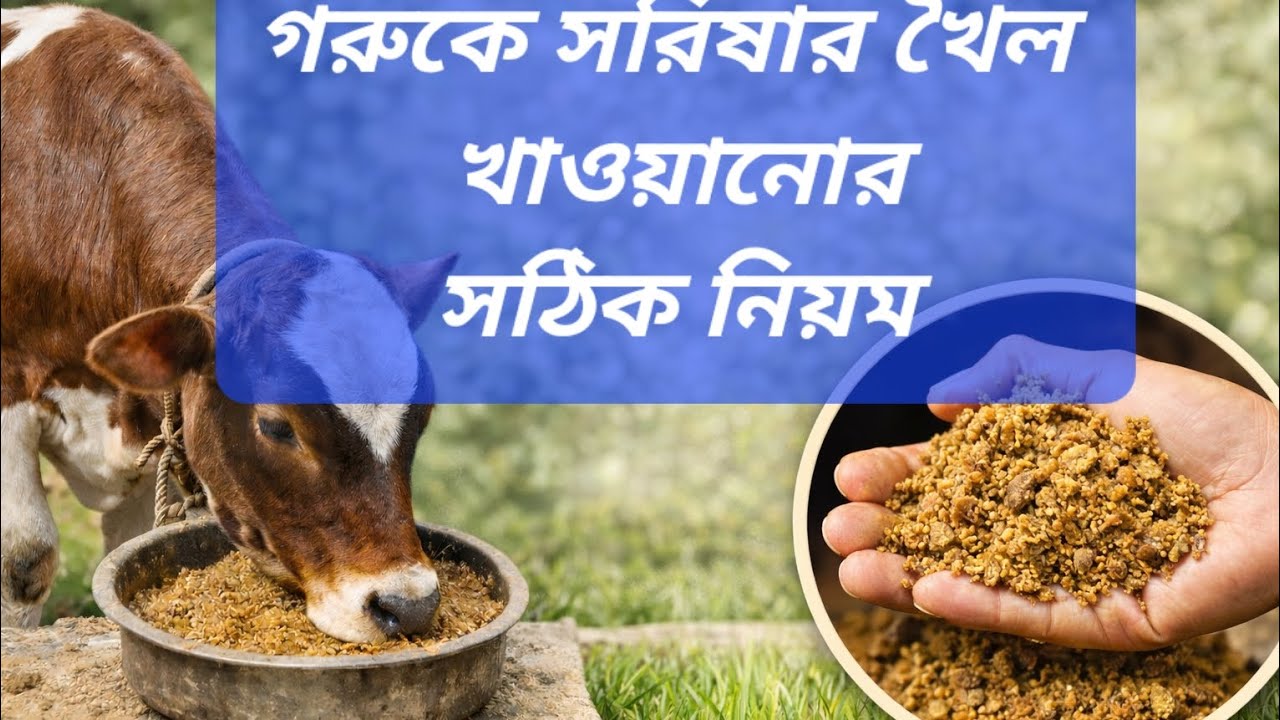 গরুকে সরিষার খৈল খাওয়ানোর উপকারিতা ও সঠিক নিয়ম।।🐄🐄 #গরু #dairyfarm #farming #viral #viralvideo 
