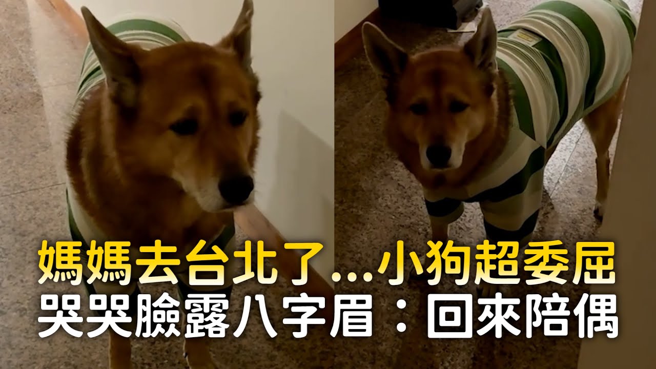 媽媽去台北了...小狗超委屈　哭哭臉露八字眉：回來陪偶
