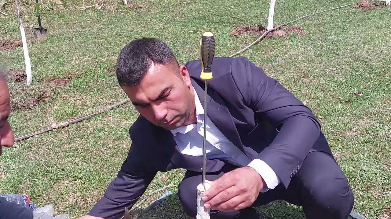 Ağaclara calaq vurmağa başladıq