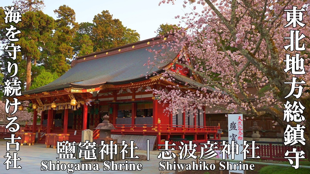 海の守護神が鎮まる陸奥国一宮、鹽竈桜が春を告げる東北の聖地：宮城県・鹽竈神社 (Shiogama Shrine | One of the region’s most important shrine)