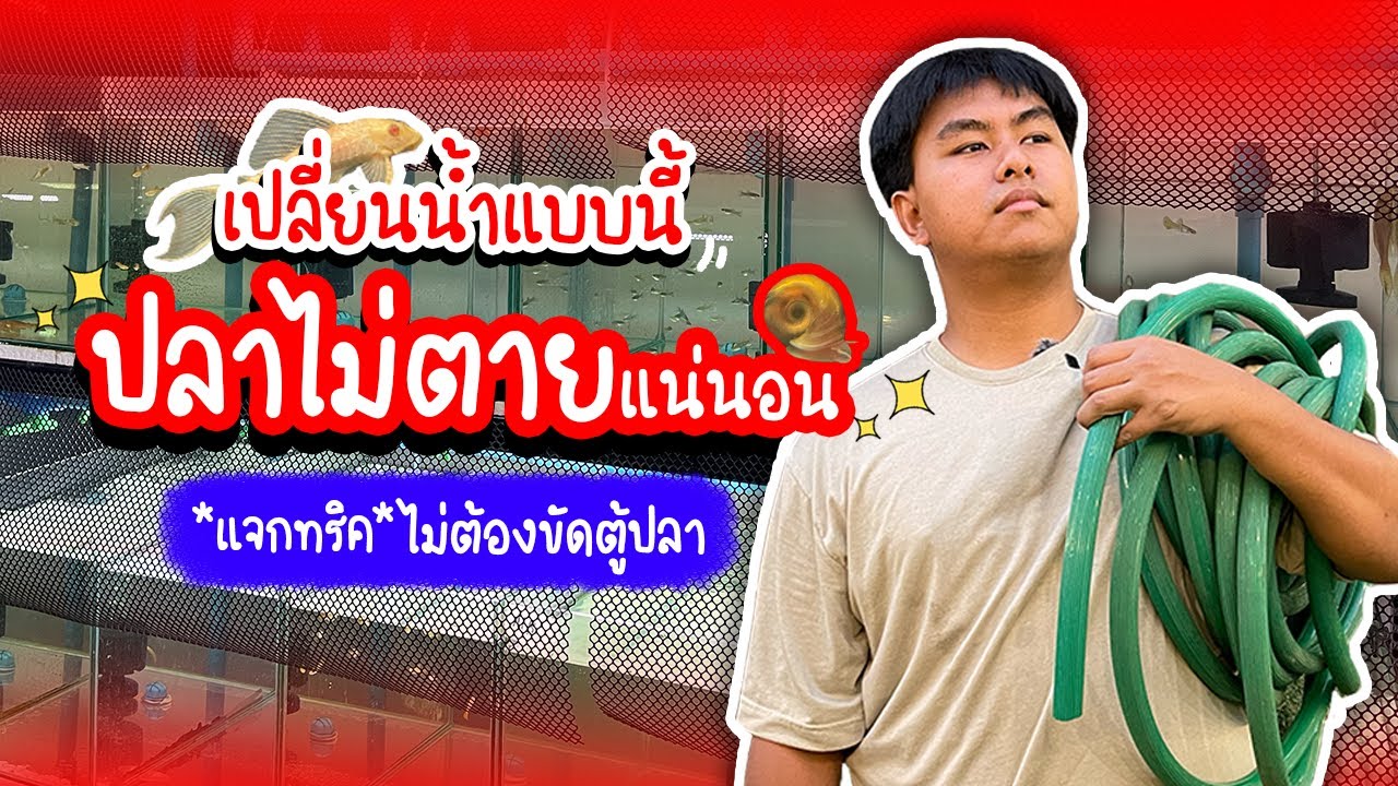 รู้อะไรไม่เท่ารู้งี้ EP6.เปลี่ยนน้ำแบบนี้ปลาไม่ตายแน่นอน แจกทริคไม่ต้องขัดตู้ #ปลาหางนกยูง