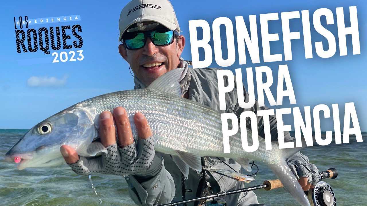 Experiencia Los Roques 2023: bonefish, pura potencia.