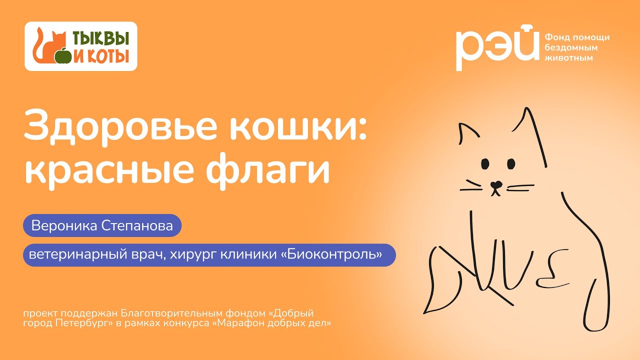 Здоровье кошки: красные флаги 