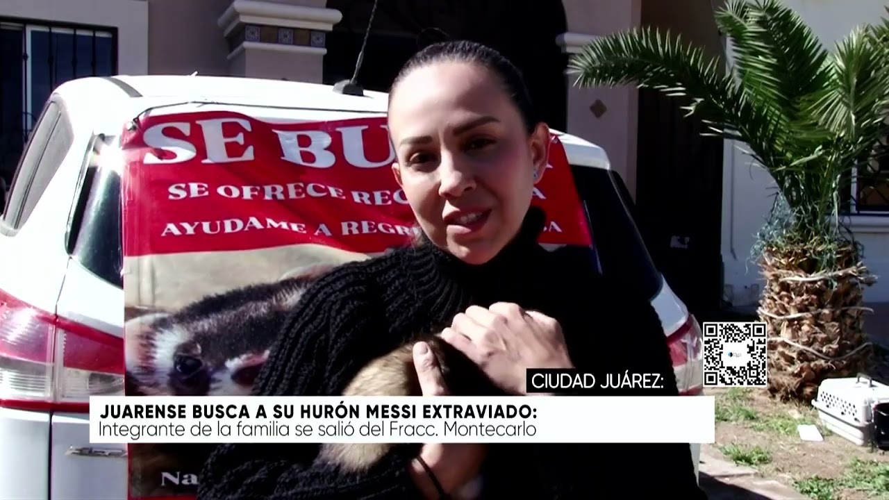Juarense busca a su hurón Messi extraviado