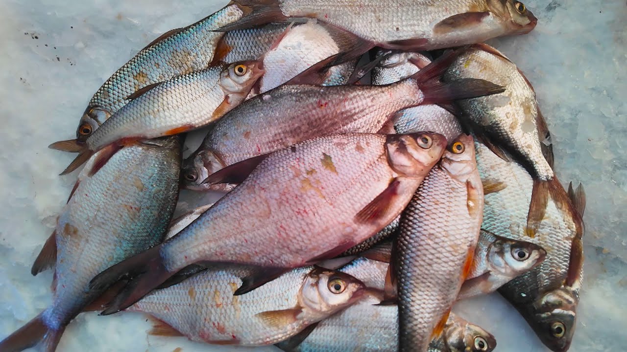 ПОДЛЕЩИК И ПЛОТВА! РАЗДАЧА ПЕРЕД НОВЫМ ГОДОМ!