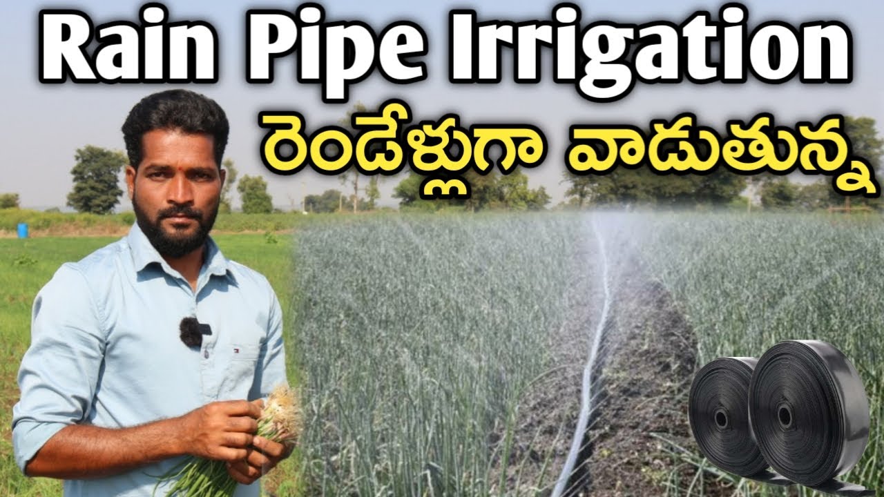 రెయిన్ పైపుతో ఉల్లి, క్యారెట్, కంది పంటలకు నీళ్లు పెడుతున్న | Rain Pipe | రైతు బడి