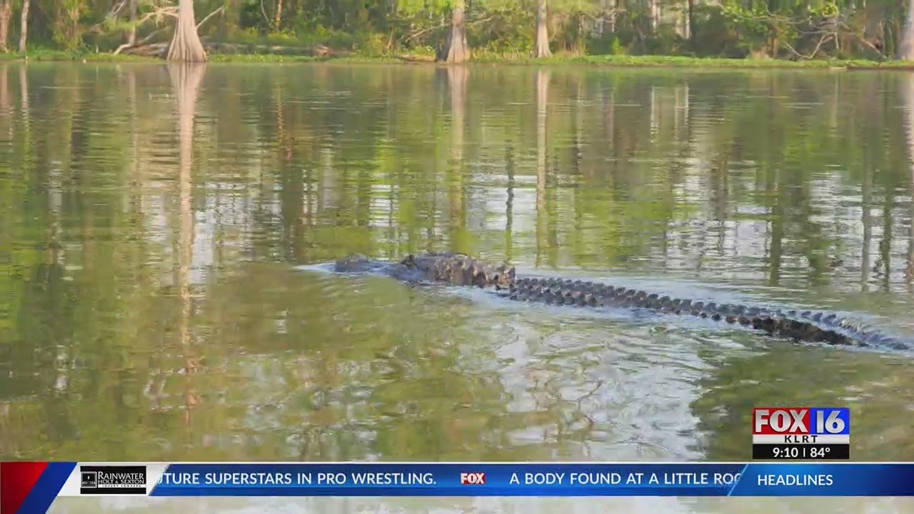 Alligator spotted in Lake Conway