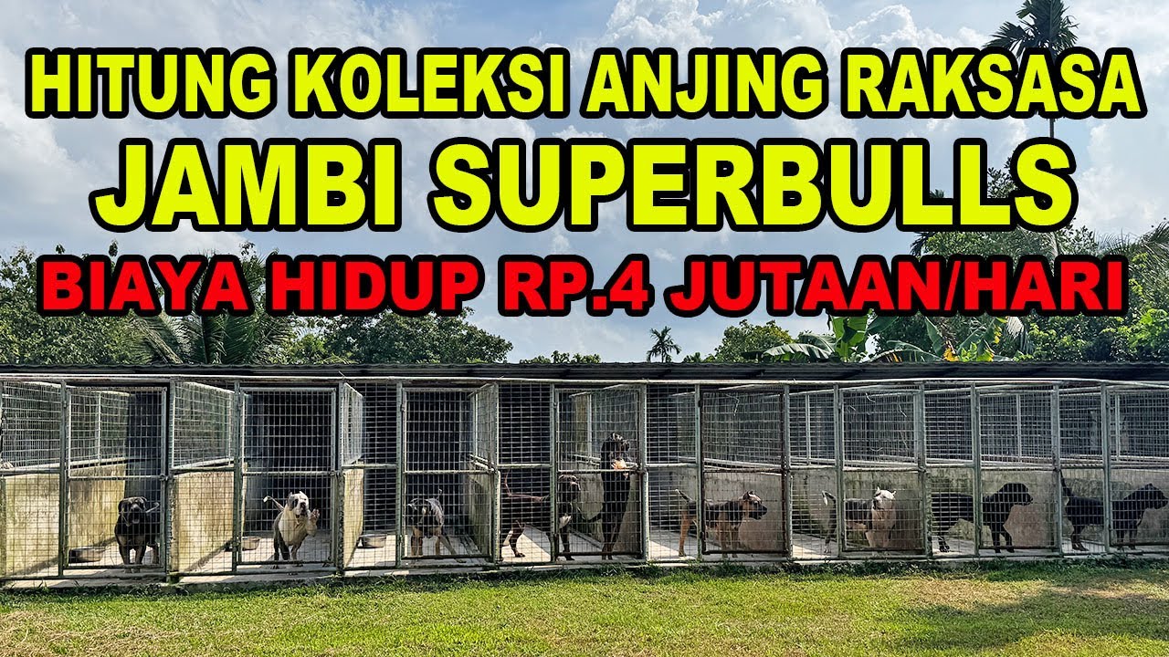 Biaya Rp.4 Juta/hari Di Peternakan Anjing Monster Raksasa - Hitung Koleksi Anjing Jambi SuperBulls