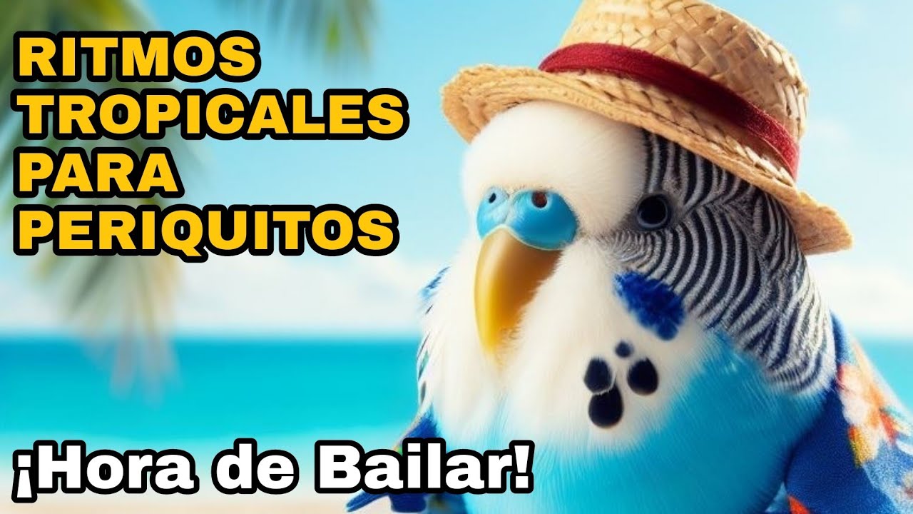 RITMOS TROPICALES PARA PERIQUITOS: &iexcl;HORA DE BAILAR!