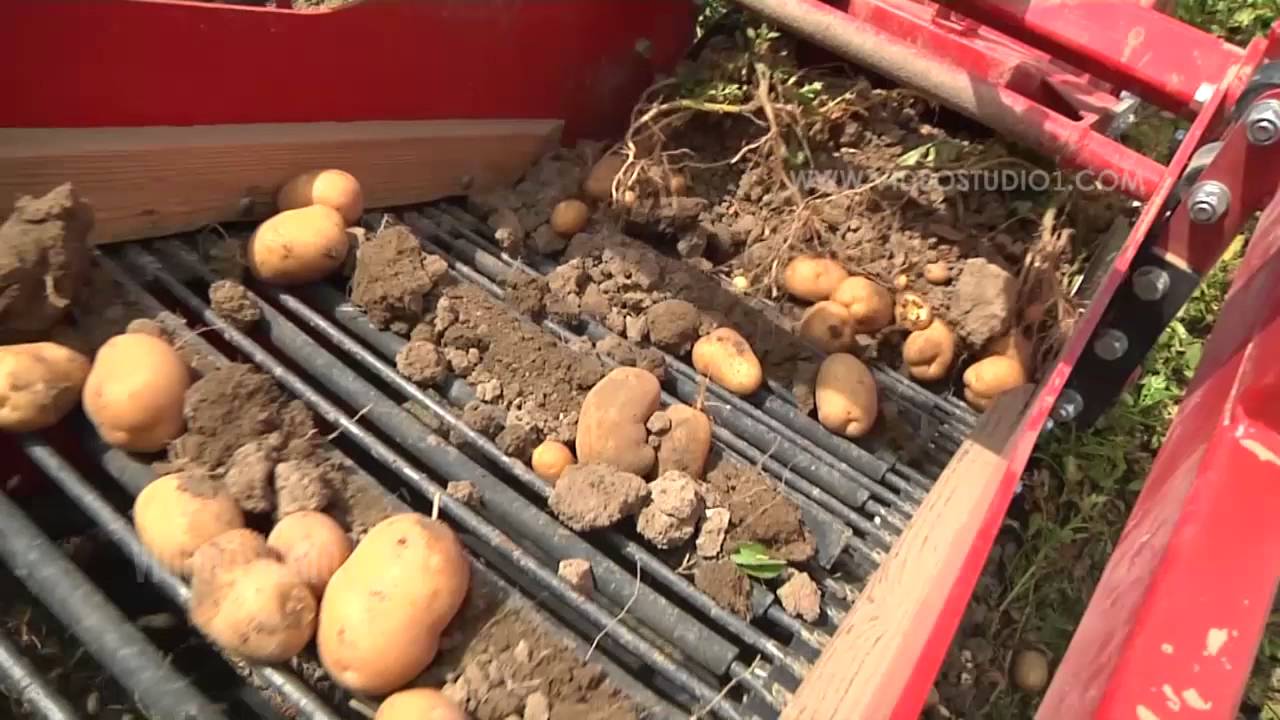 Macchina scava patate Carlotti - Video presentazione