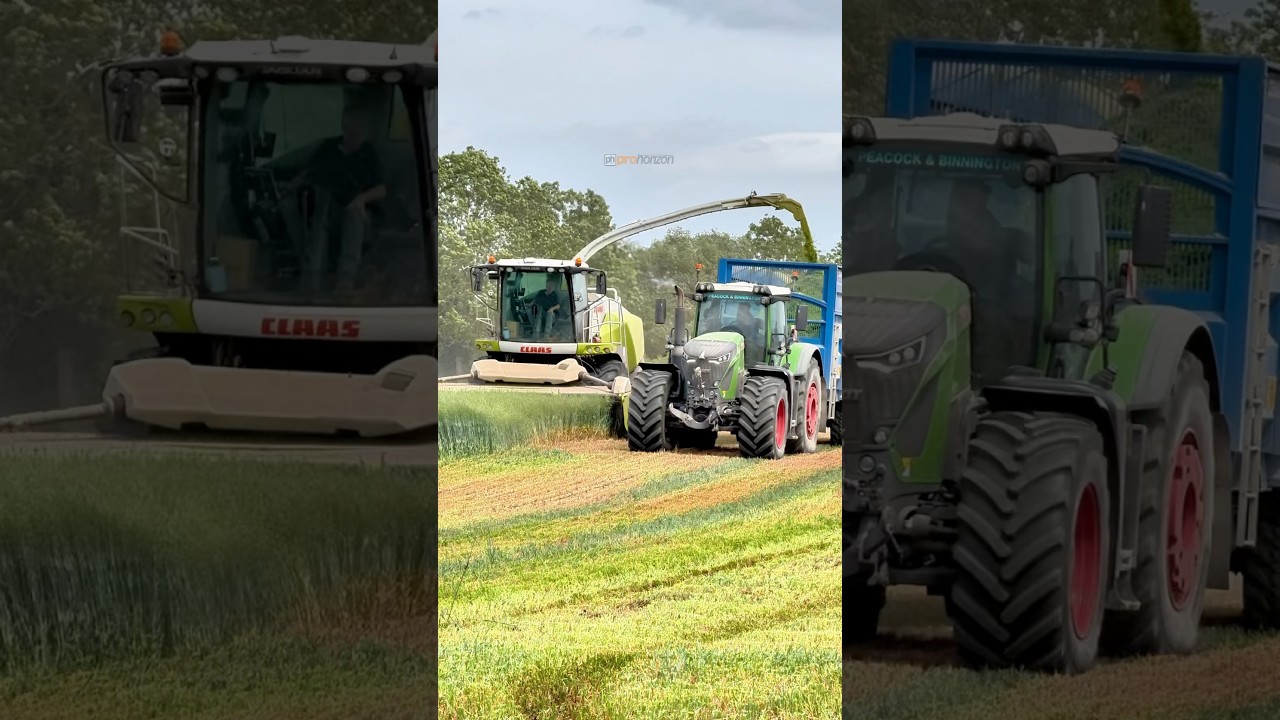 Chopping Whole Crop Oats