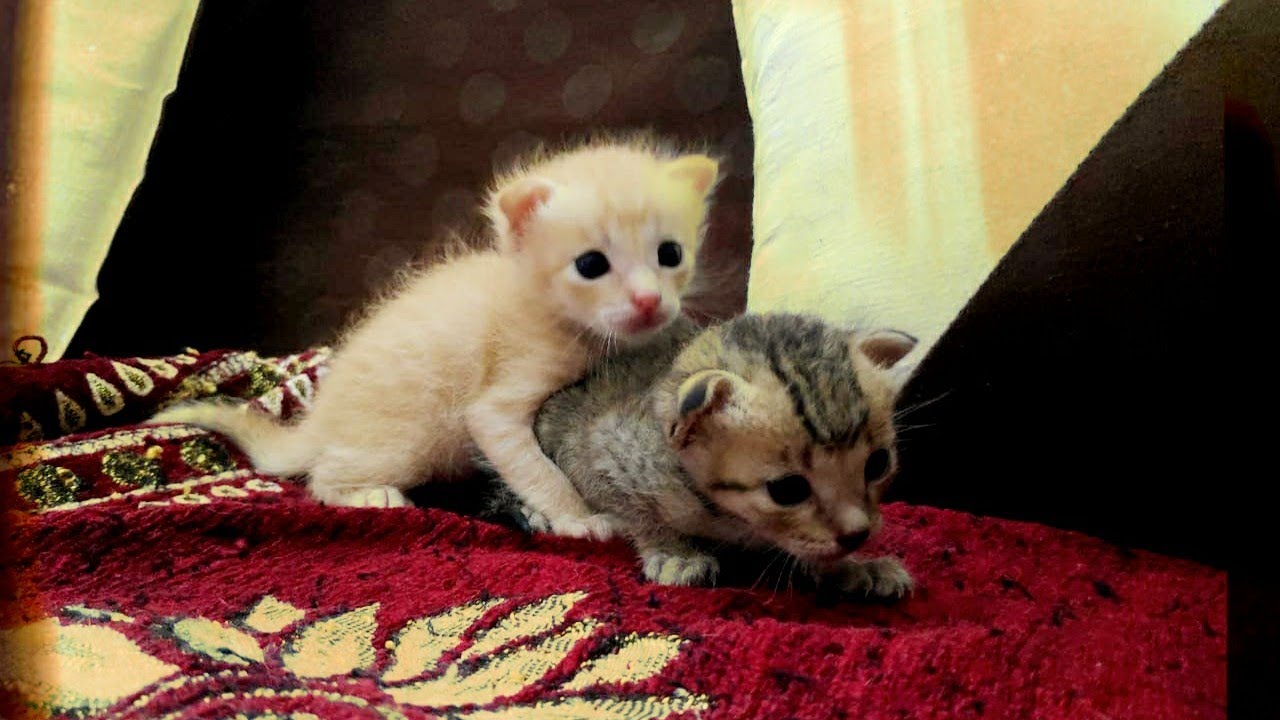 Adorable kittens Luka n Nuka😘//cats and kittens happy home,