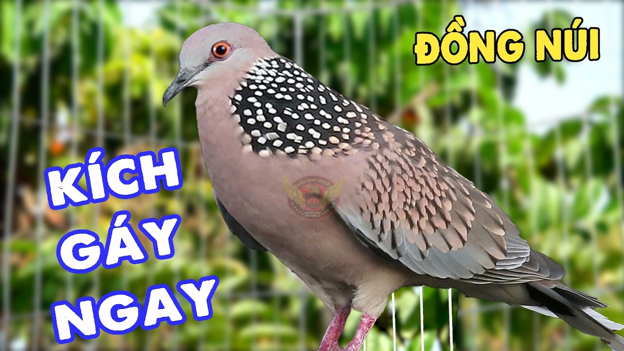 💦CHIM CU G&Aacute;Y Giọng Hấp Dẫn ĐỦ B&Agrave;I [G&Aacute;Y GỌI,TH&Uacute;C,G&Ugrave; ]K&iacute;ch Bổi Nhanh Nổi.Cu G&aacute;y.Cu Đất,Cu cườm