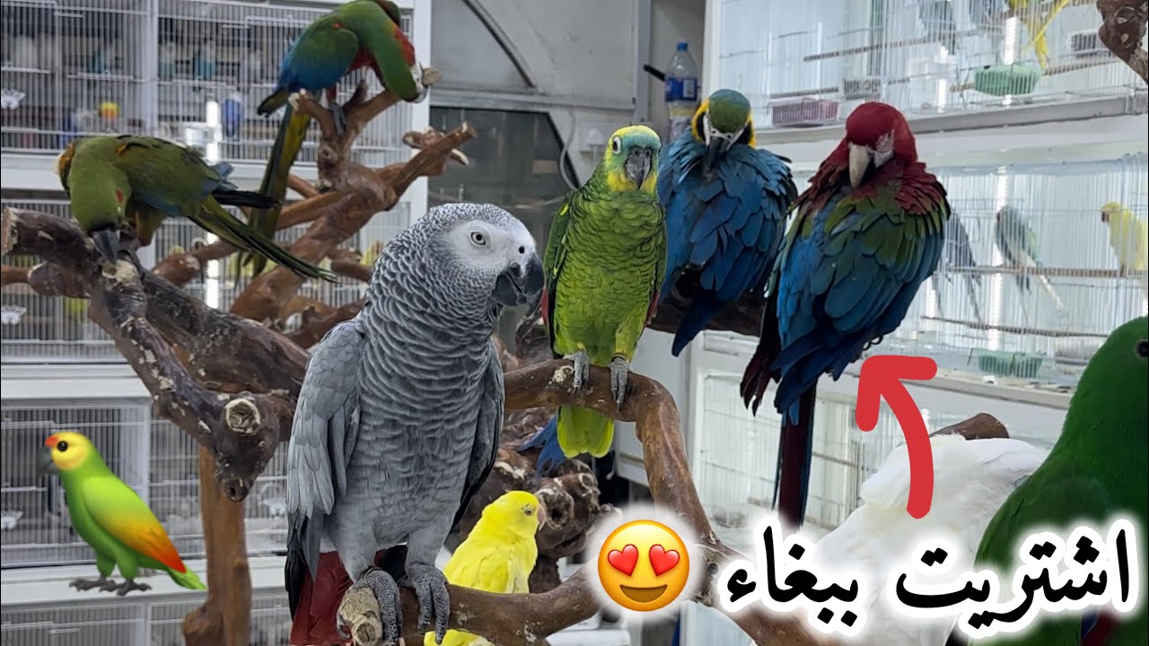 اشتريت ببغاء 😍🦜جولة في سوق الشارقة لبيع الحيوانات الأليفة🇦🇪