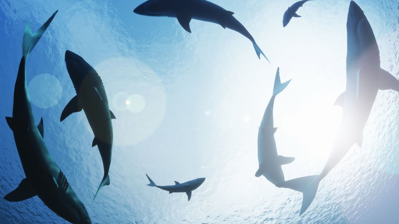 Act quickly, test always: what CIOs can learn from a shark