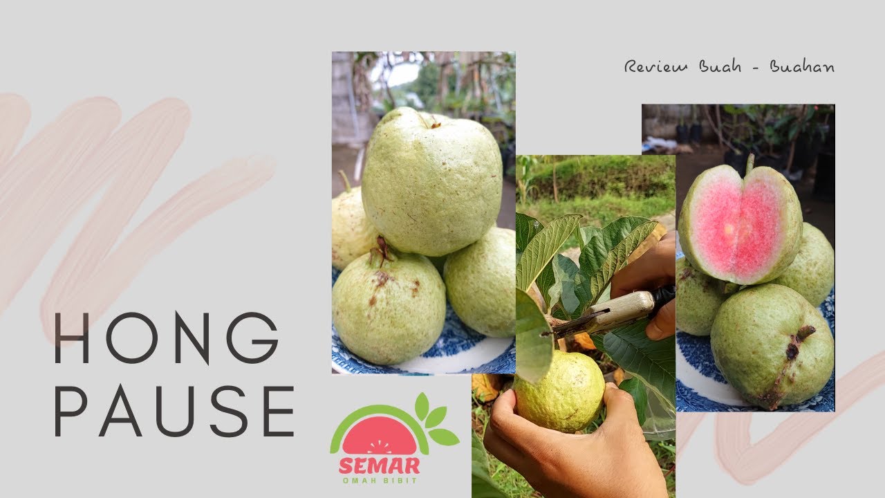 Jambu Kristal MERAH ||Hong Pause|| Jambu UNGGUL !!!