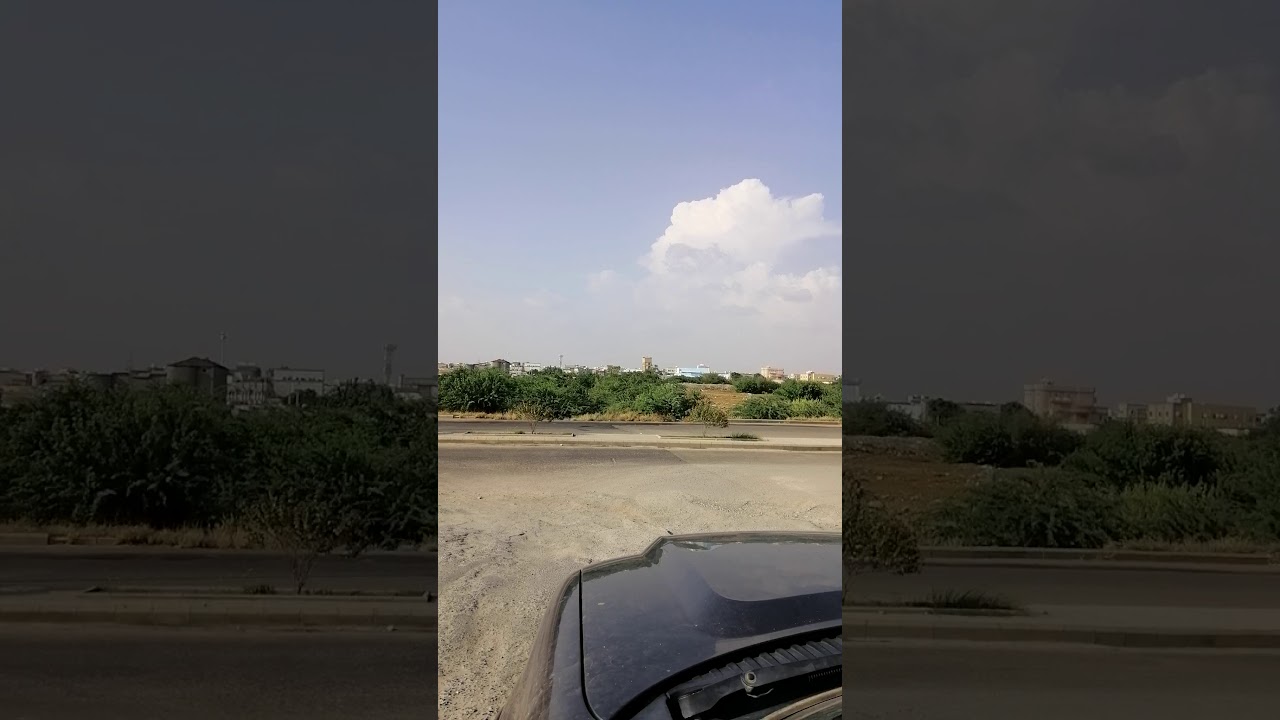 انتشار اشجار السلم الامريكي بكثافة بمحافظة ضمد جازان