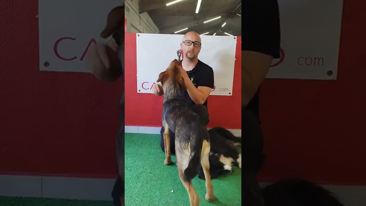 Si tu perro no se deja cepillar, cortar las uñas o tocar alguna parte de su cuerpo...