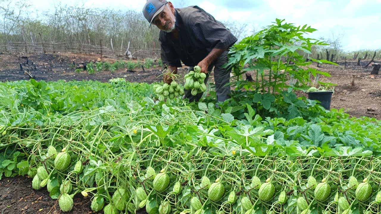 Incrível Colheita de Maxixes Vejam só Uma explosão de Frutos / Grande Colheita de Maxixes