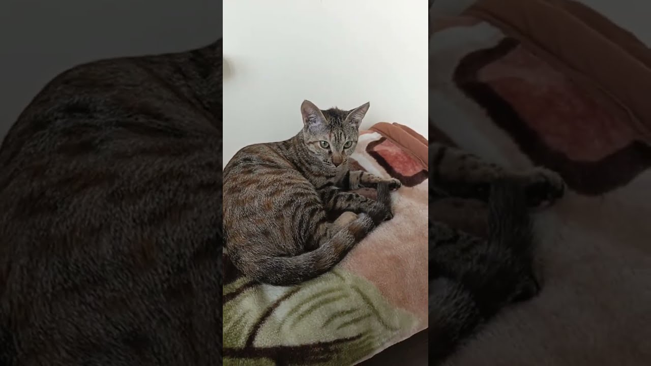 MrLulu and Toto🐱🐱... is live!#funny 🤣#cat 🐱
