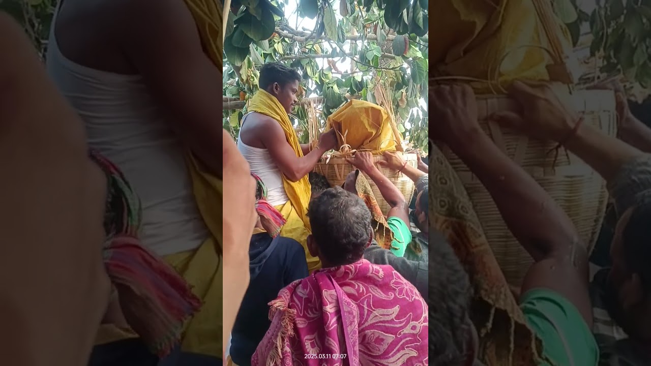 Bapla sindhura dhan WB Bangal #new #trending #bapla #motivation #viral #video 