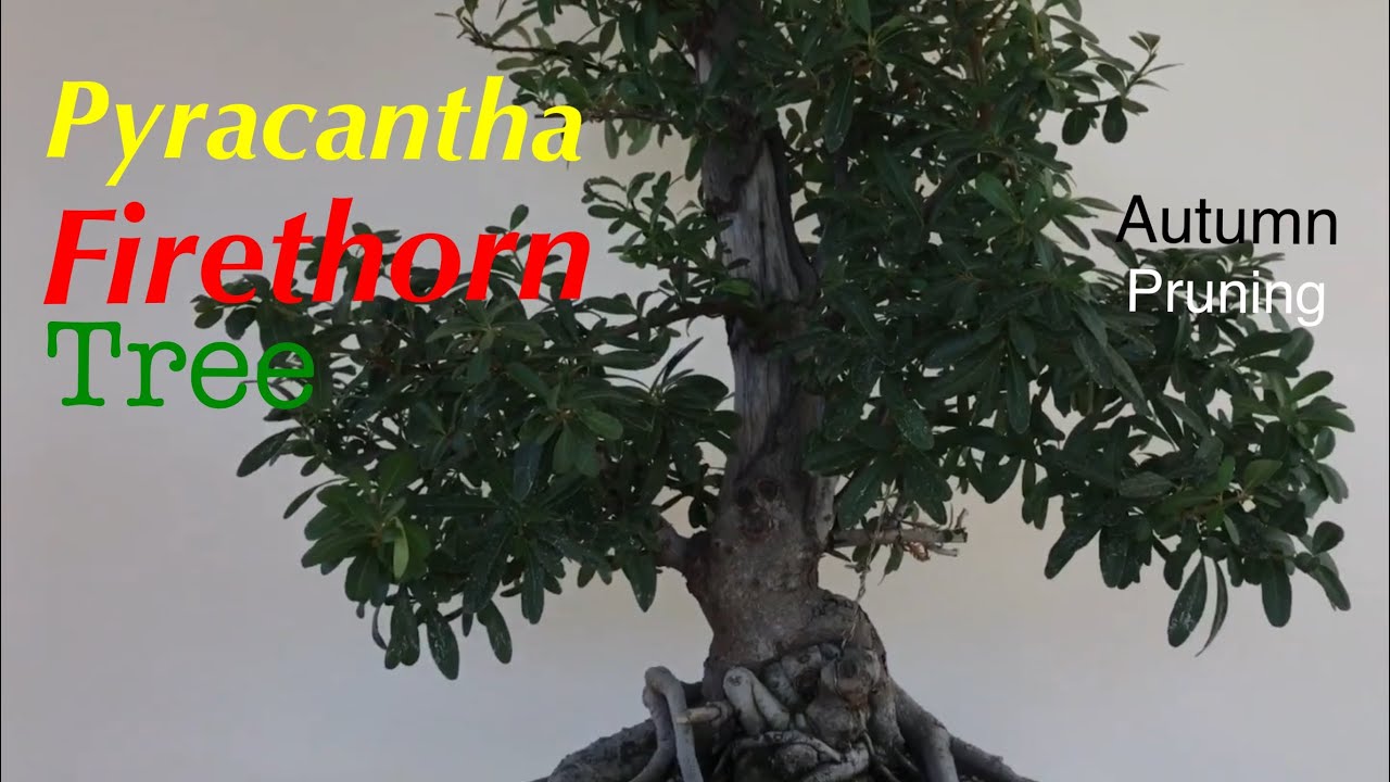 Bonsai - Pyracantha tree / Firethorn Fall pruning Nov 2019