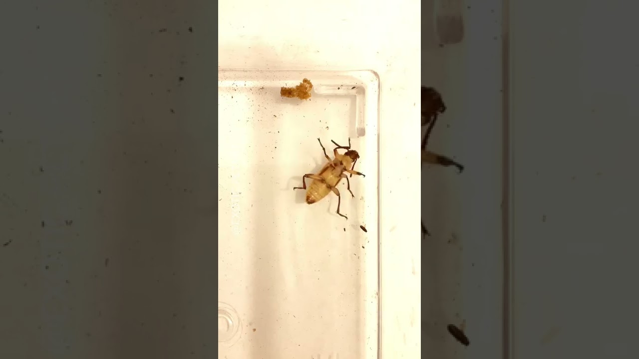 Superworm Turns Into Darkling Beetle Timelapse