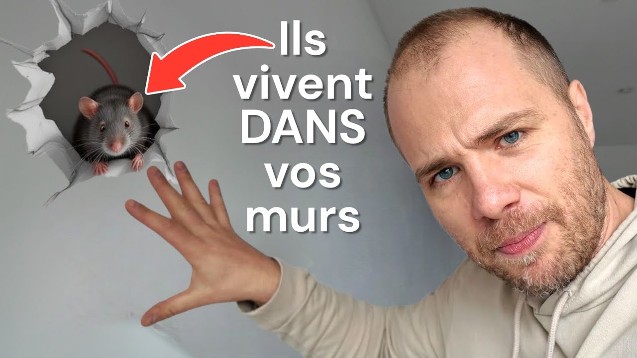 Souris et rats dans les murs : la méthode PRO pour s’en débarrasser efficacement