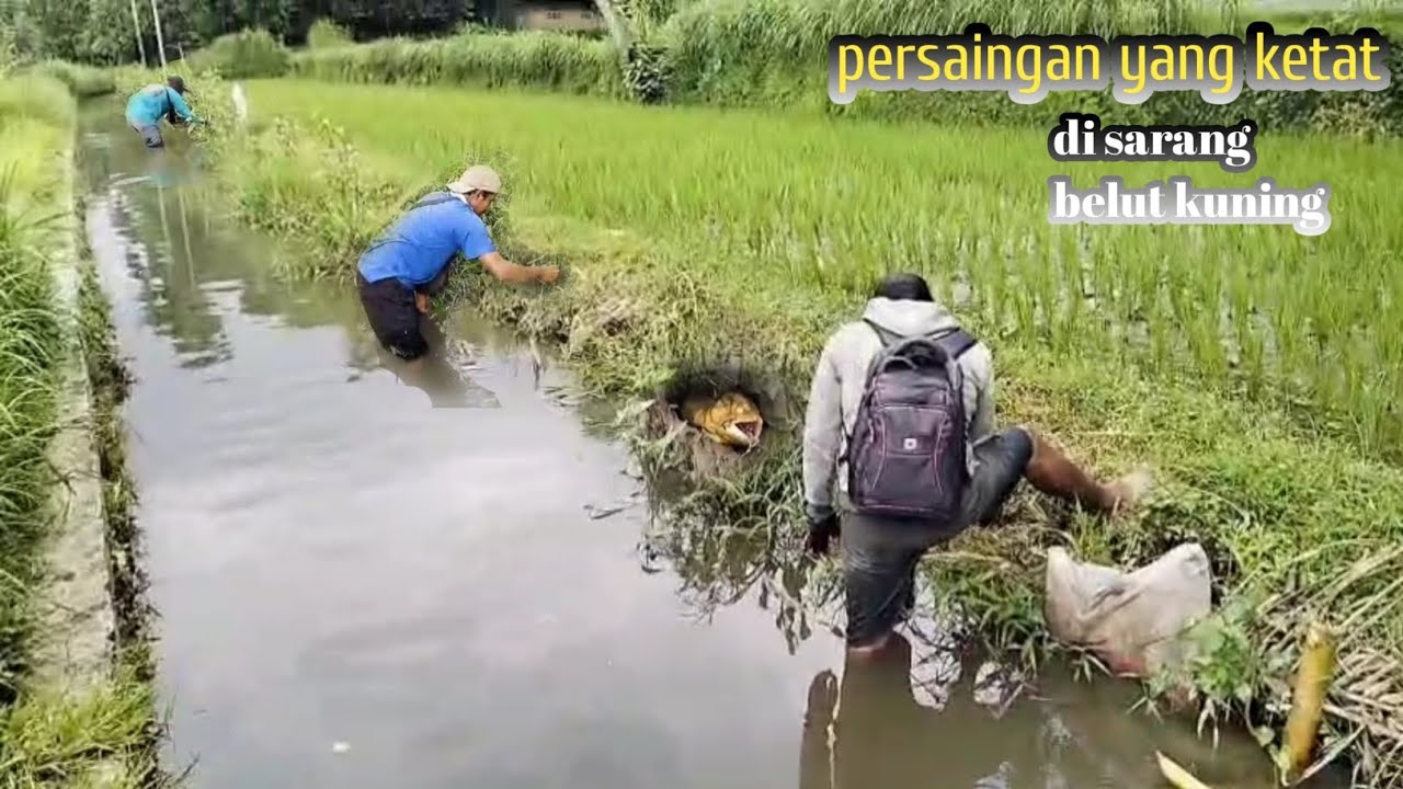 Mancing di sarang belut kuning