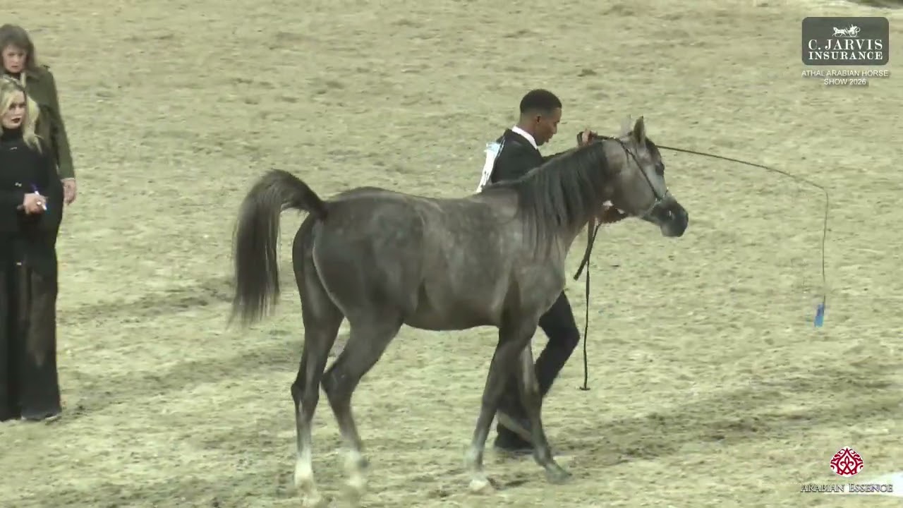 N 215 SMO SHAHLA   Athal Arabian Horse Show 2026   Junior Fillies Class 3A
