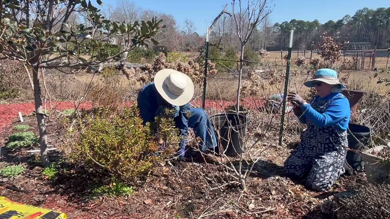 Pruning Panicle Hydrangeas & Adjusting Leaning Plants