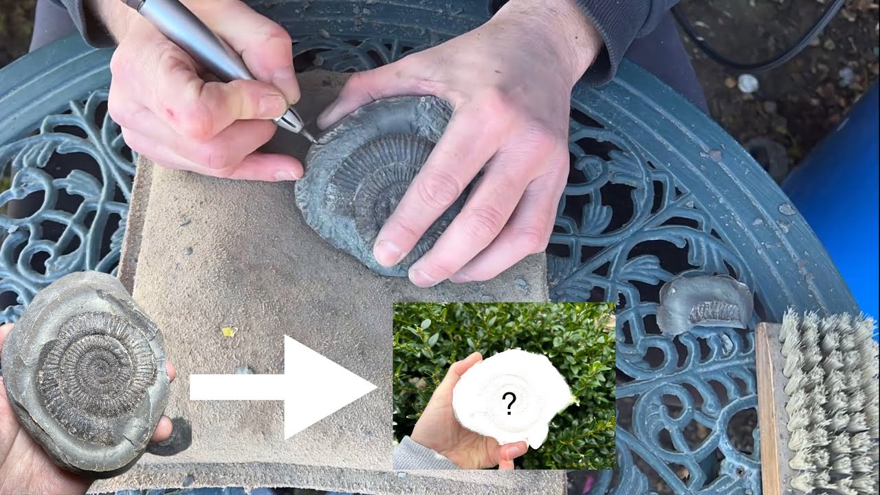 From beach to prepped! Ammonite fossil from the Yorkshire Coast goes under prep How did it turn out?