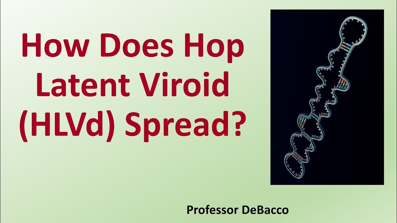 How Does Hop Latent Viroid (HLVd) Spread