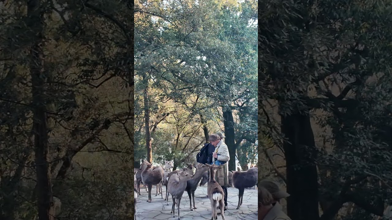 Deer Near Nature 自然のそば 
