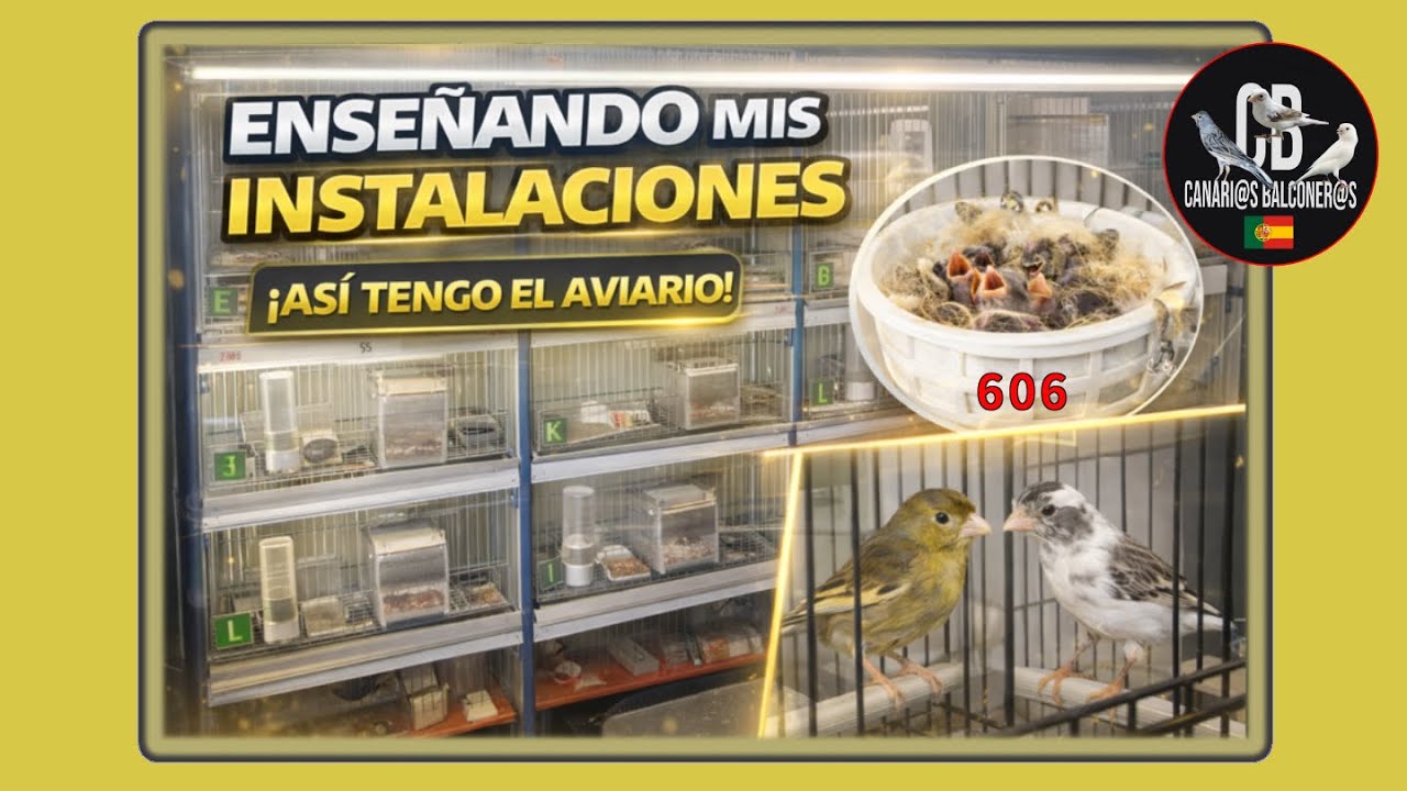 TIMBRADOS BALCONEROS - Enseñó instalaciones - distribución- 3 machos para 12 hembras
