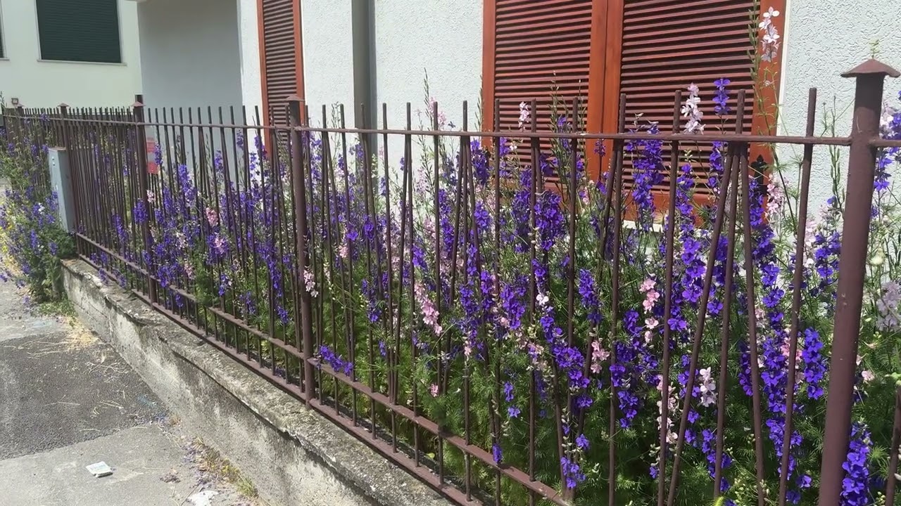 717 - PIANTE CON FIORI VIOLA DELLA NATURA - BELLISSIME STUPENDE SUPER MERAVIGLIOSE - MAGGIO 2025
