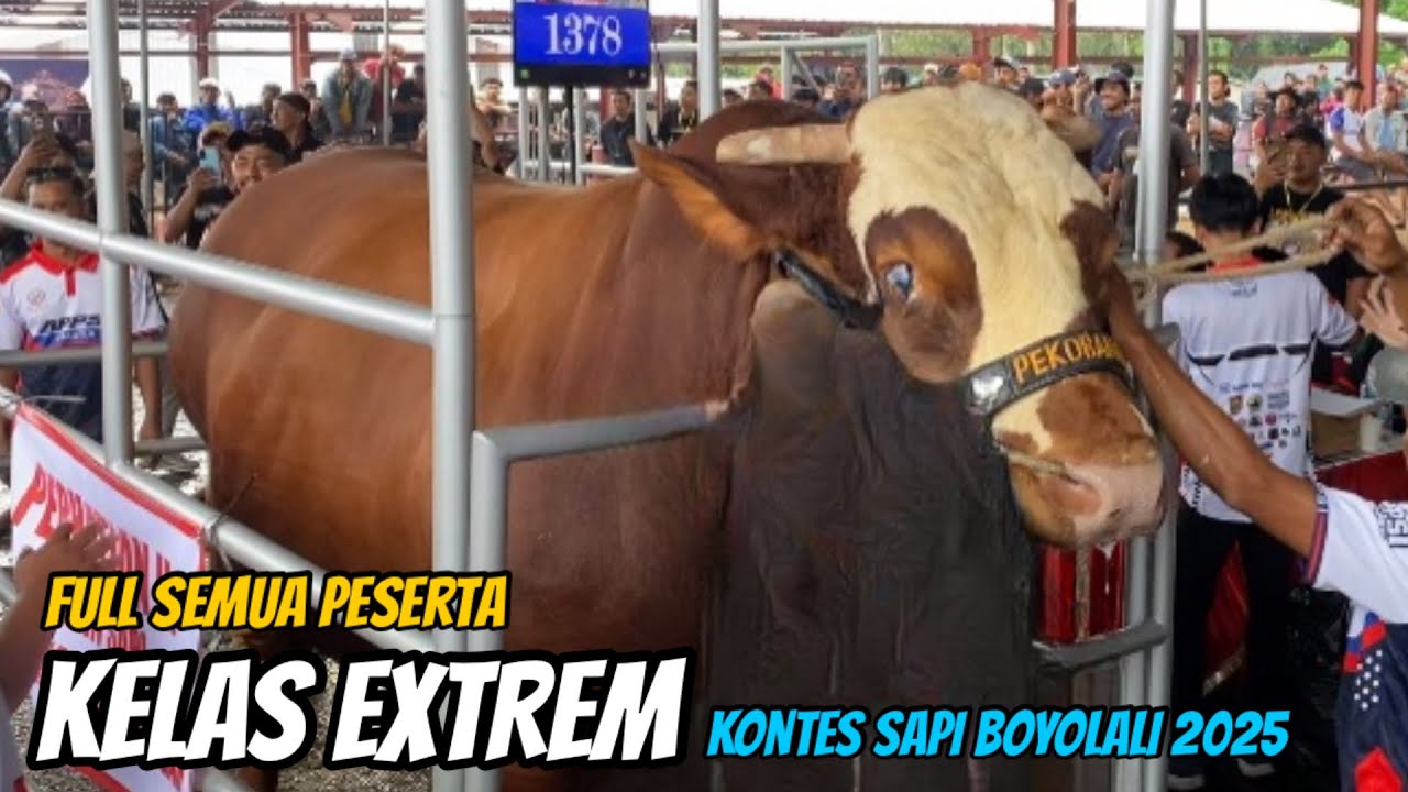 SEMUA PESERTA KELAS EXTREM‼️KONTES SAPI APPSI  BOYOLALI 2025🔥Sapi Terbesar Indonesia