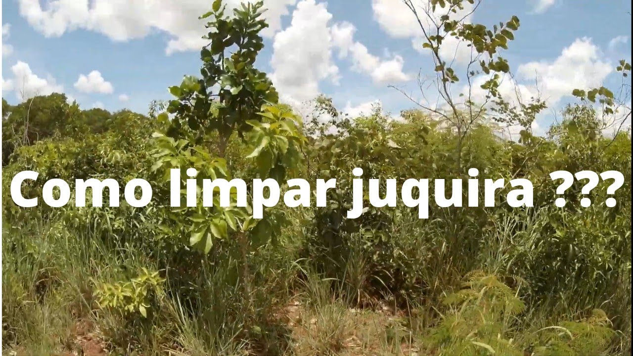 Roçar juquira resolve ???