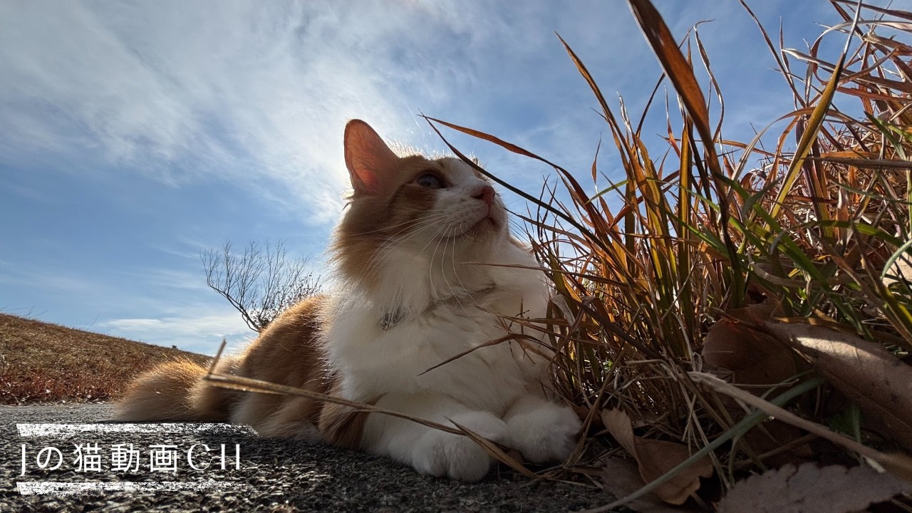 地域猫活動｜幻の猫チャンチュー｜帰ると玄関で待ってた野良猫のしまちゃん　Local cat activities