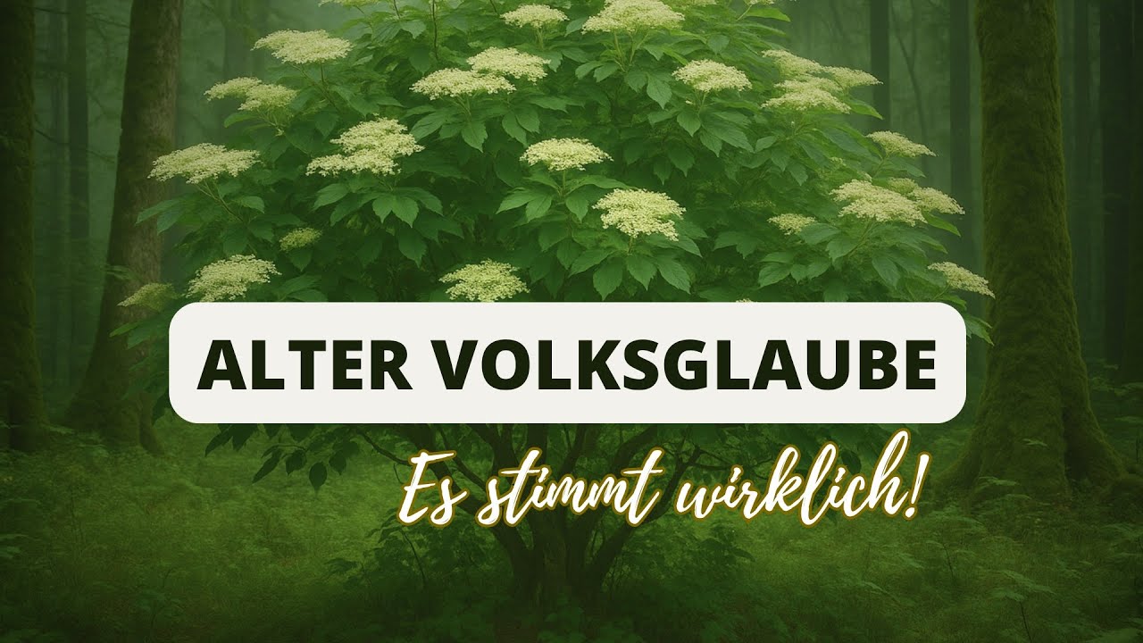 Alter Holunder-Volksglaube | Ein Erfahrungsbericht aus Bayern