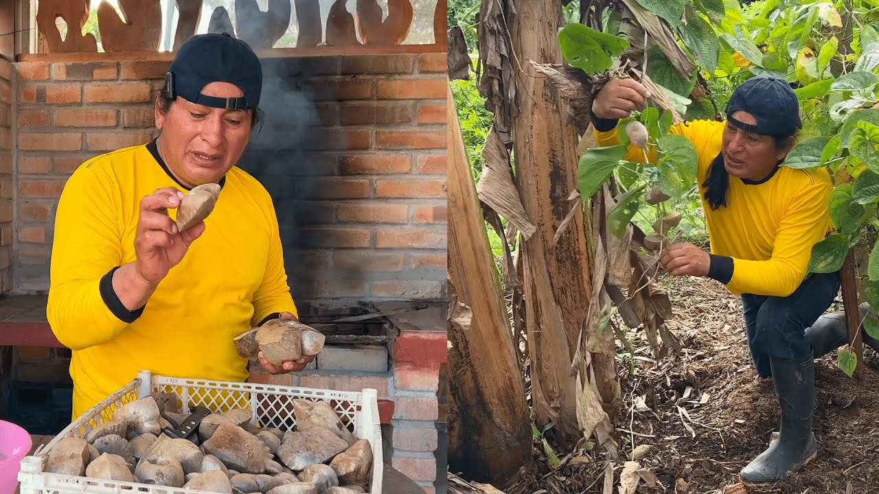 Me invitaron a cosechar papa de aire