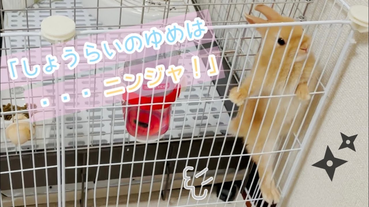 赤ちゃんうさぎが本気でサークルの檻をよじ登る様子が撮影できました【#7】